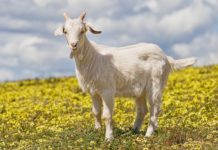 Apakah Boleh Menggunakan Kambing Betina Untuk Aqiqah?