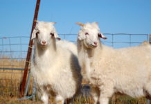 Apakah Satu atau Dua Kambing Cukup Untuk Aqiqah Anak Kembar? Apakah Satu atau Dua Kambing Cukup Untuk Aqiqah Anak Kembar?