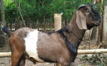 Bagaimana Hukumnya Orang Tua Memakan Daging Aqiqah Anaknya?