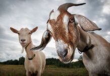Apa Perbedaan Utama Antara Qurban dan Aqiqah? Apa Perbedaan Utama Antara Qurban dan Aqiqah?