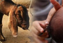 Pentingnya Aqiqah dalam Agama Islam