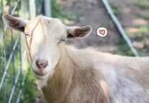 Perdalam Ilmu Anda tentang Ibadah Qurban dan Aqiqah Perdalam Ilmu Anda tentang Ibadah Qurban dan Aqiqah